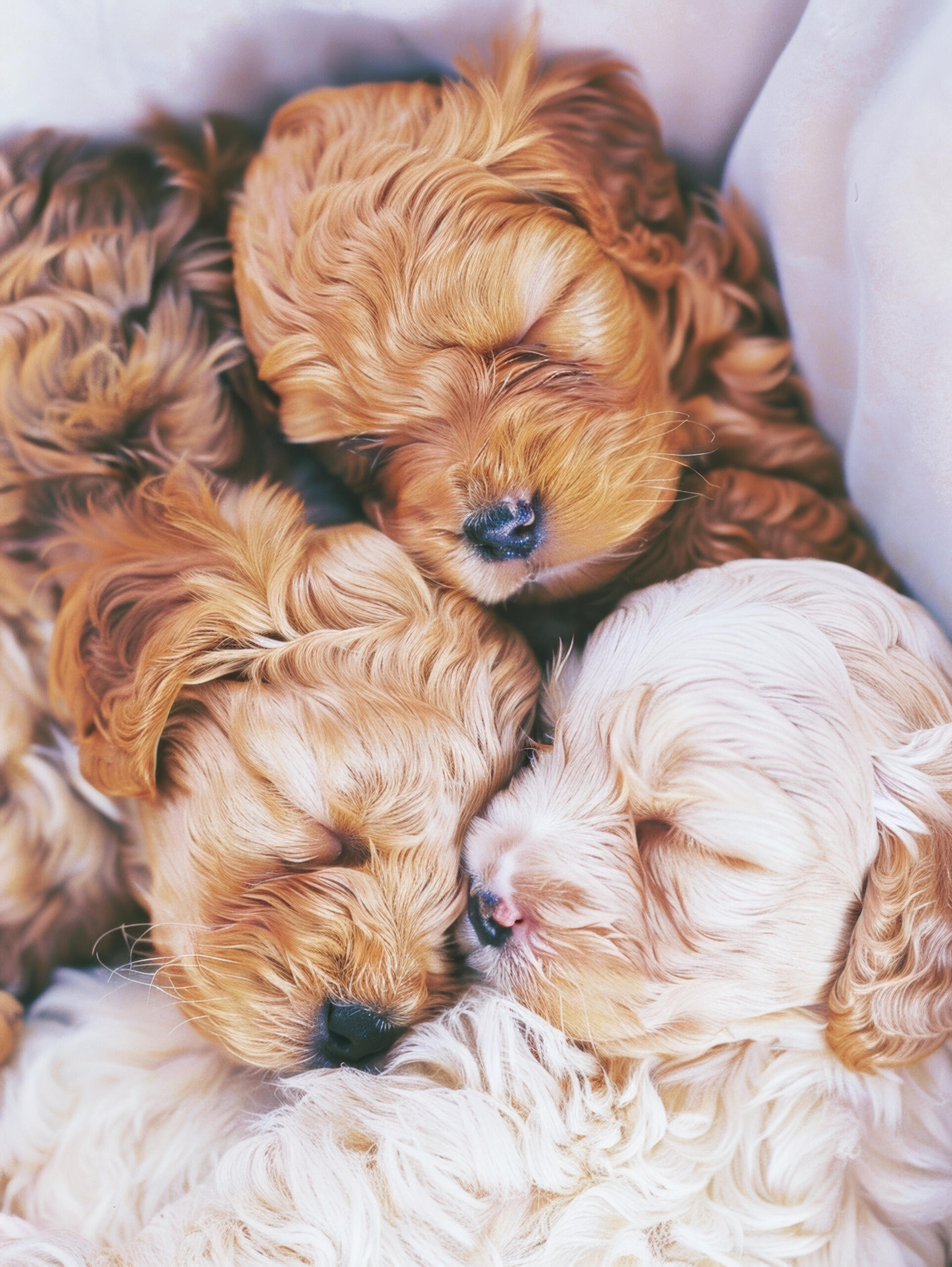 doodle dog breed puppies sleeping